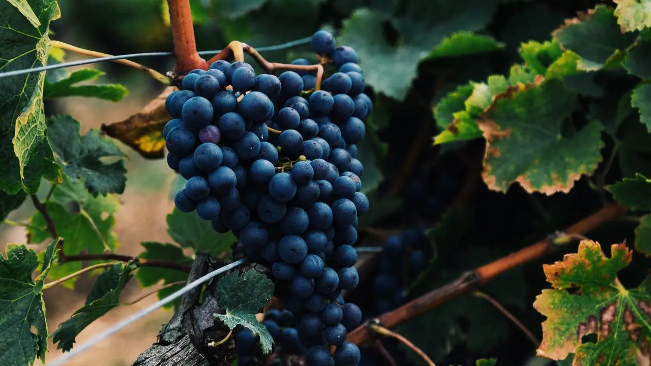 wine grapes