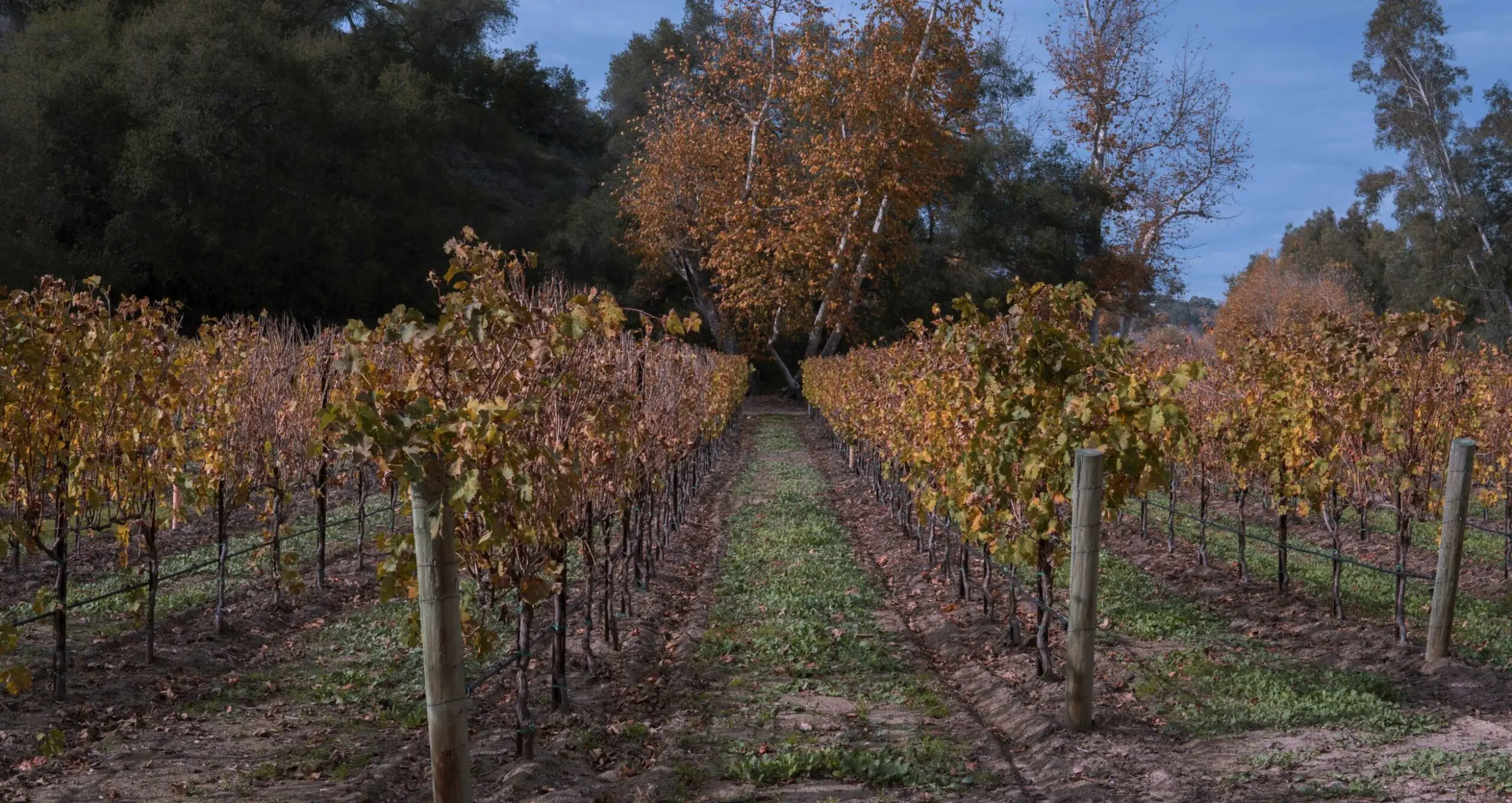 Stunning autumn colors in the vineyards of Monserate Winery among the sycamore trees that line the grape vines.